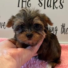 Yorkshire Terrier Puppy Faith
