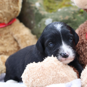 Bernedoodle Puppy Miles