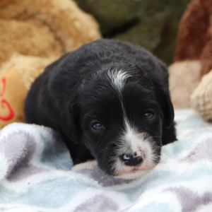 Bernedoodle Puppy Miles