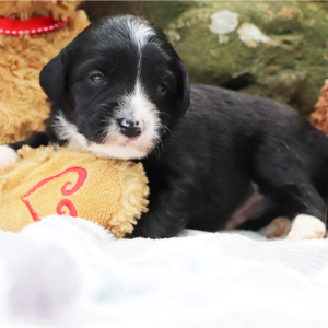 Bernedoodle Puppy Miles