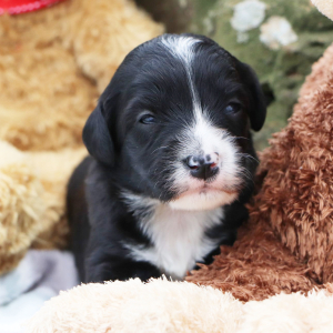 Bernedoodle Puppy Miles