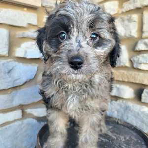 Goldendoodle Puppy Poppy