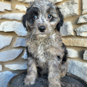 Goldendoodle Puppy Poppy