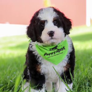 Bernedoodle Puppy Charlie