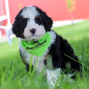 Bernedoodle Puppy Charlie