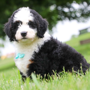 Bernedoodle Puppy Charlie