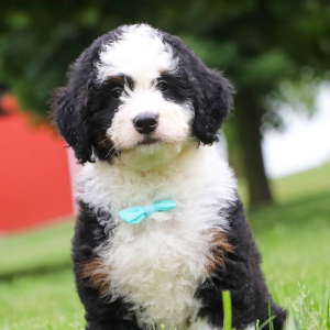 Bernedoodle Puppy Charlie