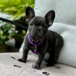 French Bulldog Puppy Aries