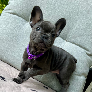 French Bulldog Puppy Aries