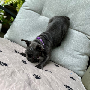 French Bulldog Puppy Aries