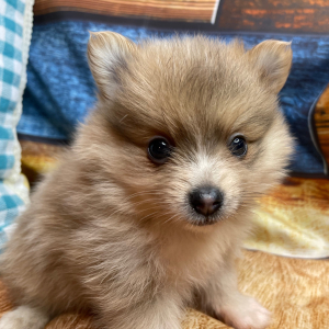 Pomeranian Puppy Swayzee