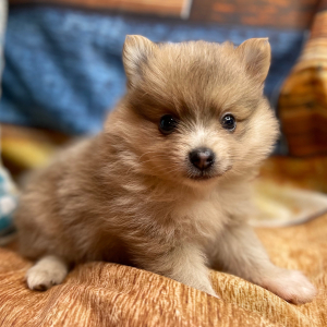 Pomeranian Puppy Swayzee