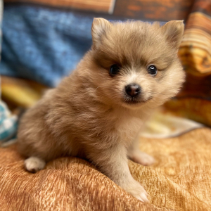 Pomeranian Puppy Swayzee