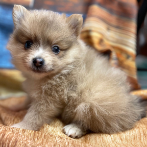 Pomeranian Puppy Swayzee