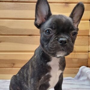 French Bulldog Puppy Kramer