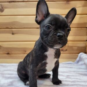 French Bulldog Puppy Kramer