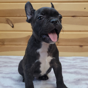 French Bulldog Puppy Kramer