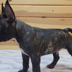 French Bulldog Puppy Kramer