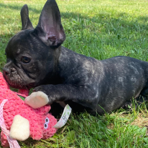 French Bulldog Puppy Kramer