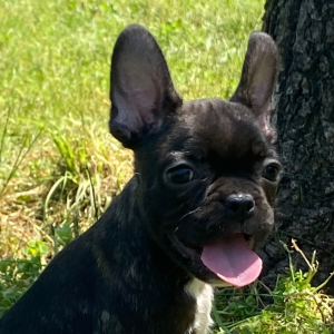 French Bulldog Puppy Kramer
