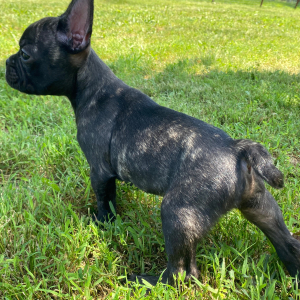 French Bulldog Puppy Kramer