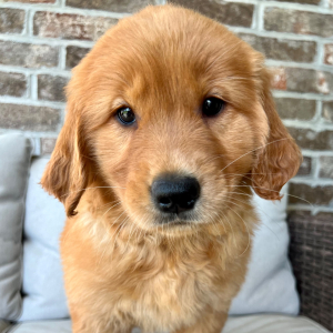 Golden Retriever Puppy Emma