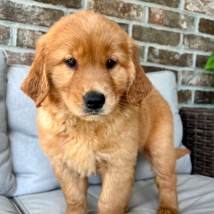 Golden Retriever Puppy Emma