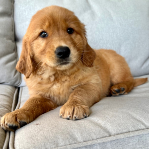Golden Retriever Puppy Emma