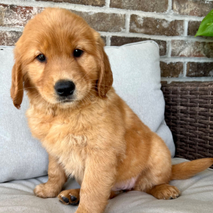 Golden Retriever Puppy Emma