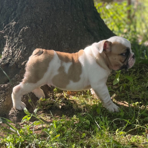 Bulldog Puppy Oliver
