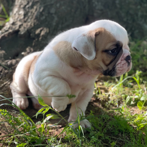 Bulldog Puppy Oliver
