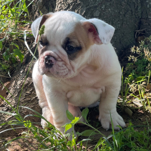 Bulldog Puppy Oliver