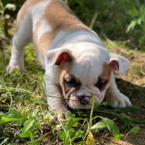 Bulldog Puppy Oliver