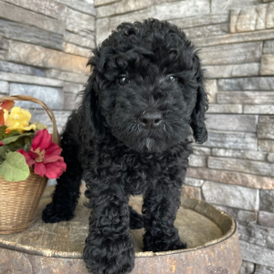Goldendoodle Puppy Berry