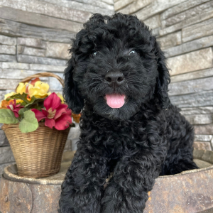 Goldendoodle Puppy Berry