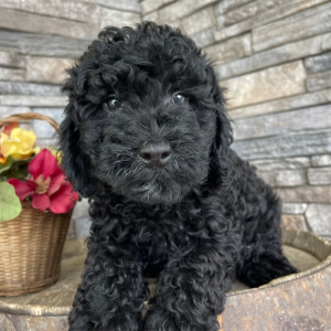 Goldendoodle Puppy Berry