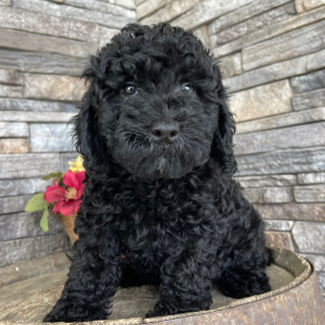 Goldendoodle Puppy Berry