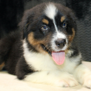 Australian Shepherd Puppy Delila