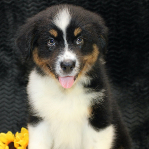 Australian Shepherd Puppy Delila