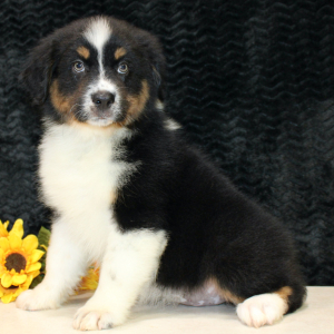 Australian Shepherd Puppy Delila
