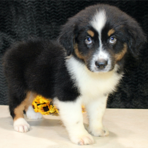 Australian Shepherd Puppy Delila