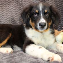Australian Shepherd Puppy Delila