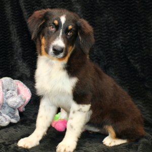Australian Shepherd Puppy Delila