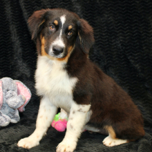 Australian Shepherd Puppy Delila