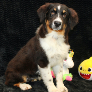 Australian Shepherd Puppy Delila