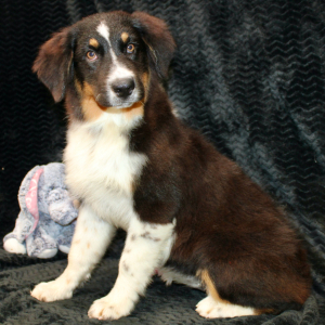 Australian Shepherd Puppy Delila
