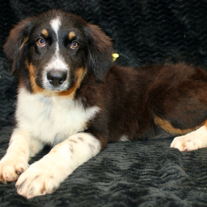 Australian Shepherd Puppy Delila