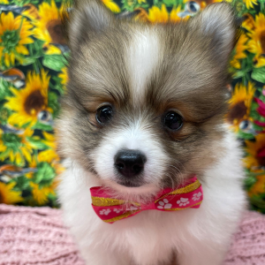 Pomeranian Puppy Bree