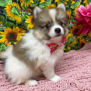 Pomeranian Puppy Bree