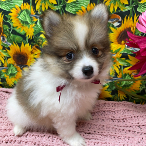 Pomeranian Puppy Bree